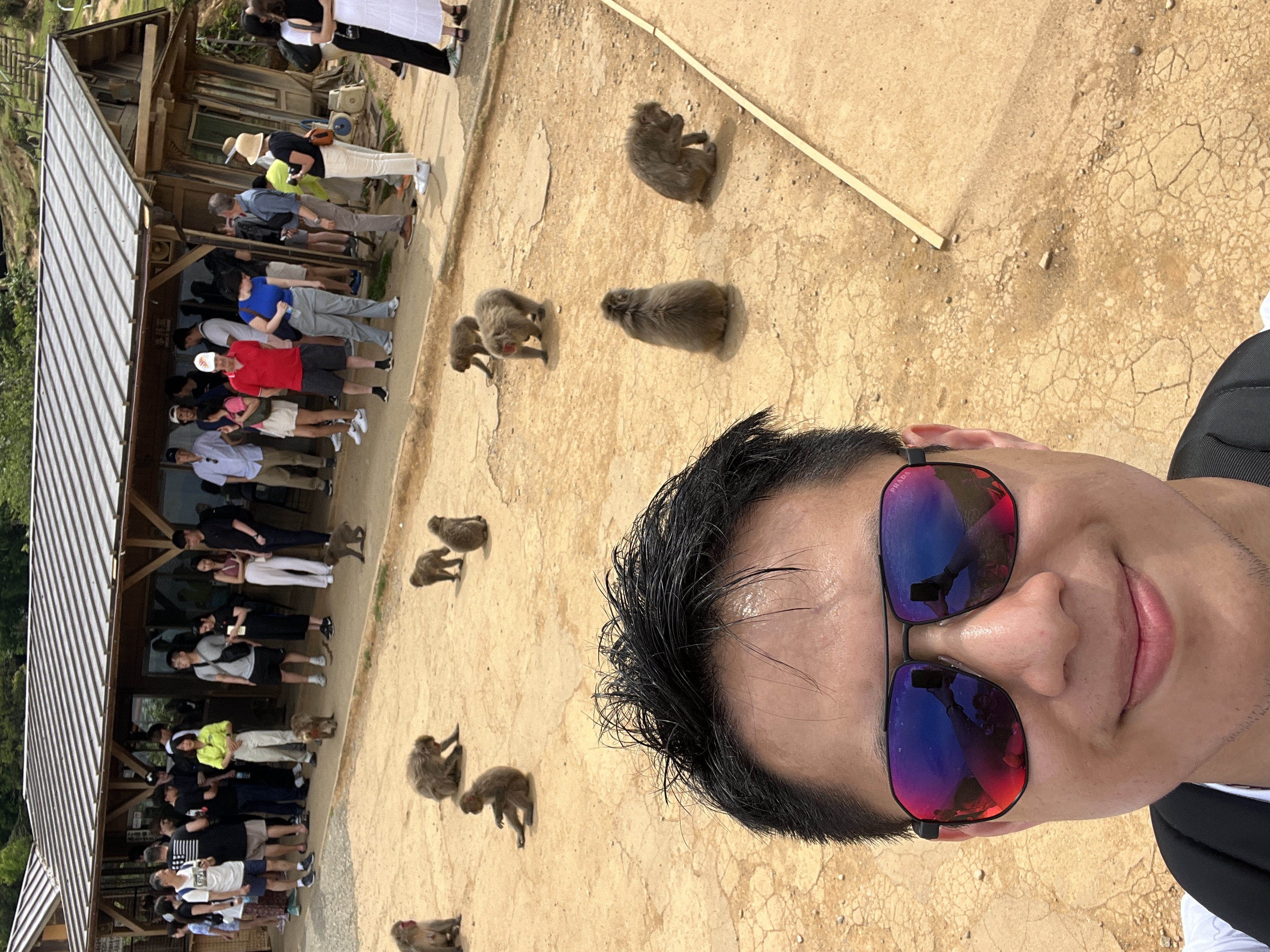 Iwatayama Monkey Park Kyoto : singes