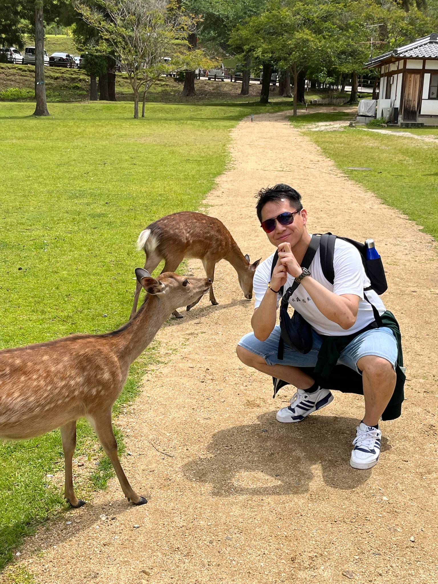 Parc de Nara : daims