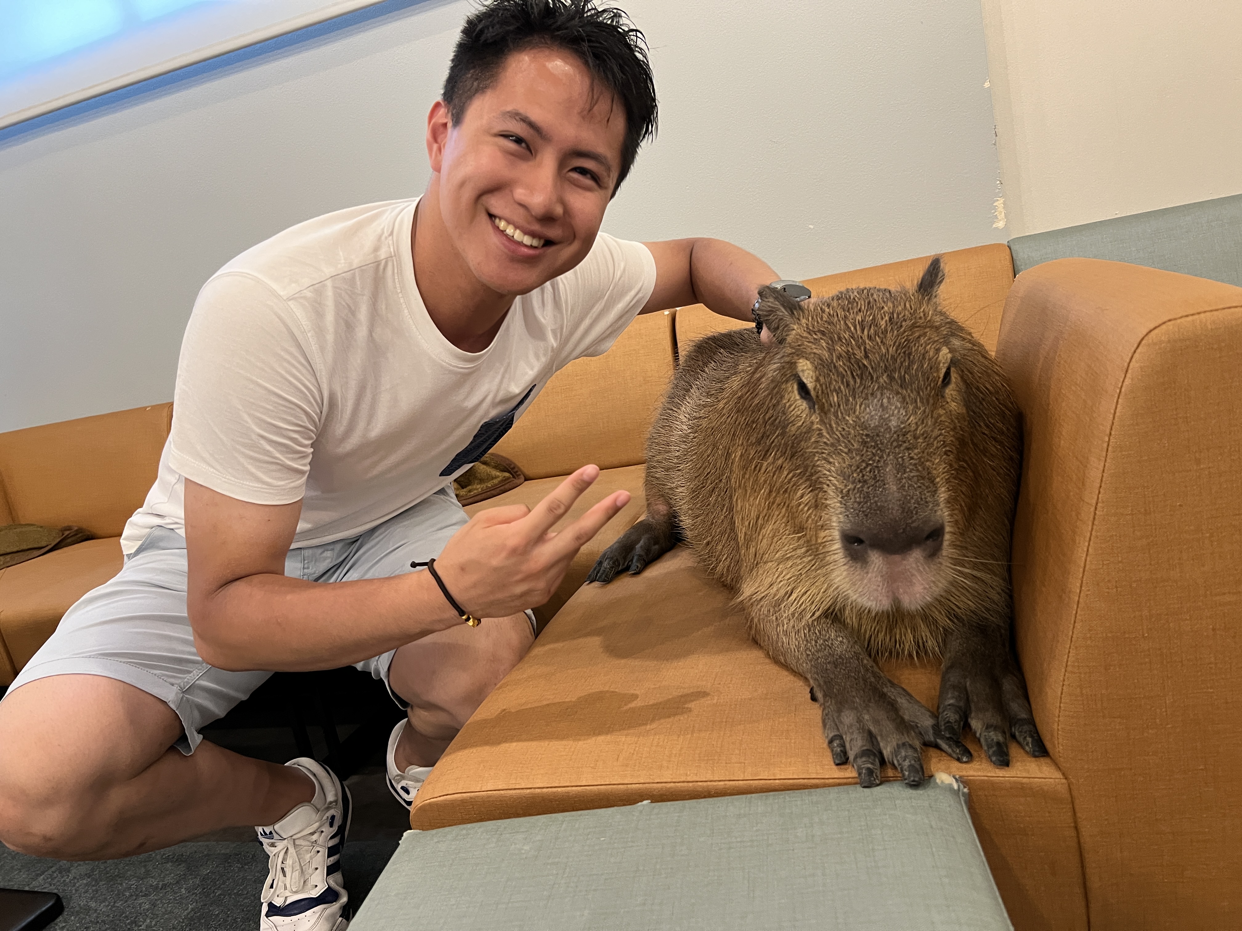 Cafe Capyba à Tokyo : intérieur du café avec les capybaras