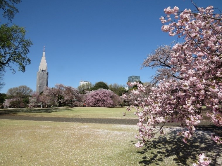 Shinjuku Gyoen National Garden