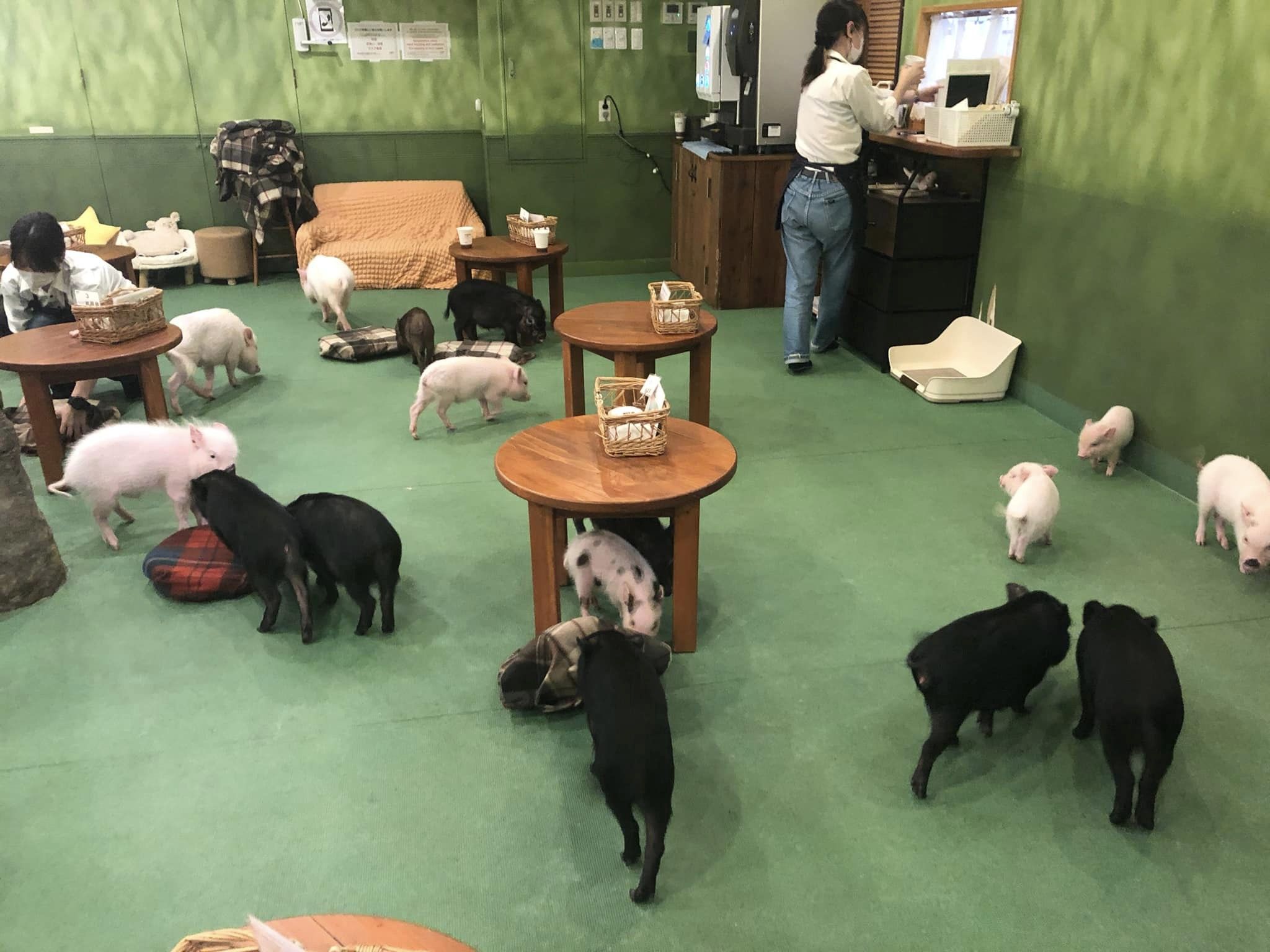 Mipig cafe : intérieur du café avec les petits cochons